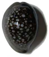 $B%O%J%^%k%f%-(B Cypraea caputserpentis (2)