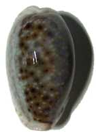 top view