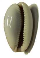 bottom view