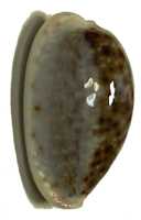 left view