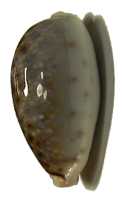 right view