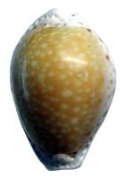 $B%&%_%J%7%8%@%+%i(B Cypraea cernica cernica