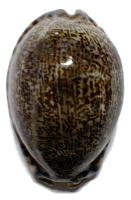 $B%d%/%7%^%@%+%i(B Arabica arabica