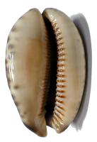 $B%d%/%7%^%@%+%i(B / Arabica arabica