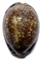 $B%d%/%7%^%@%+%i(B Arabica arabica (2)