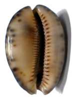 bottom view