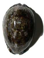 $B%d%/%7%^%@%+%i(B Arabica arabica (3)