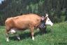 photo of cow1