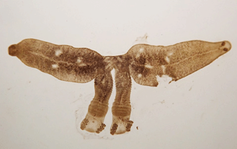 Eudiplozoon kamegaii