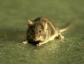 mouse.jpg (4191 バイト)