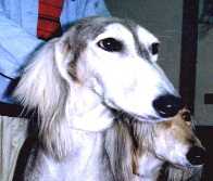 �V�����v�[�ʐ^