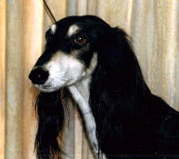 �g���c�L�[�ʐ^