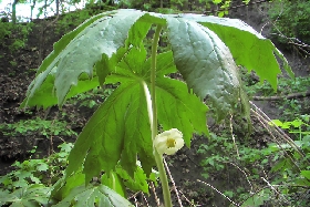 Mayapple