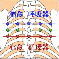 背中のつぼ