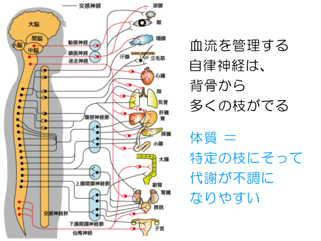 たくさんの枝