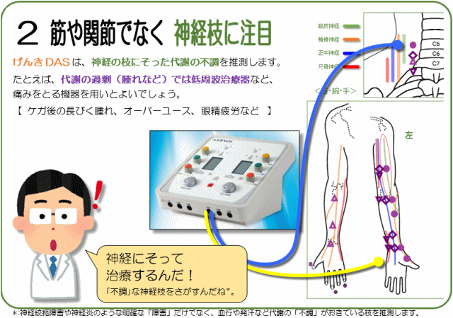 げんきＤＡＳと神経の枝