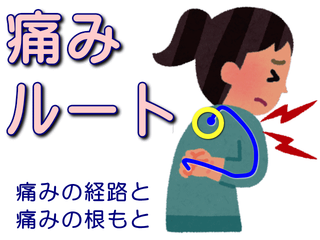 痛みルート　痛みの経路と根もと