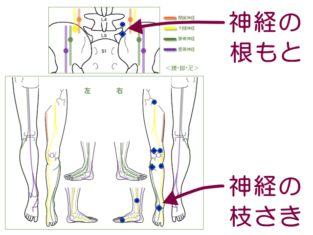 神経の根もとと枝さき　げんきＤＡＳ