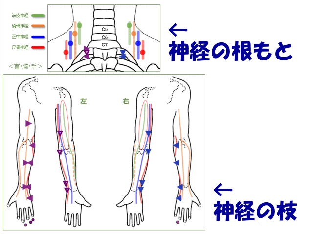 肩の神経の枝と根もと　げんきＤＡＳ