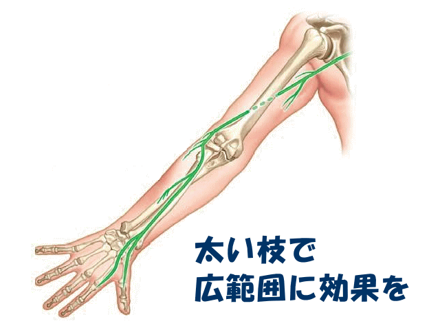 神経の太い枝　げんきＤＡＳ