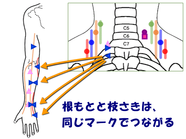 根もとと枝さきの対応　げんきＤＡＳ