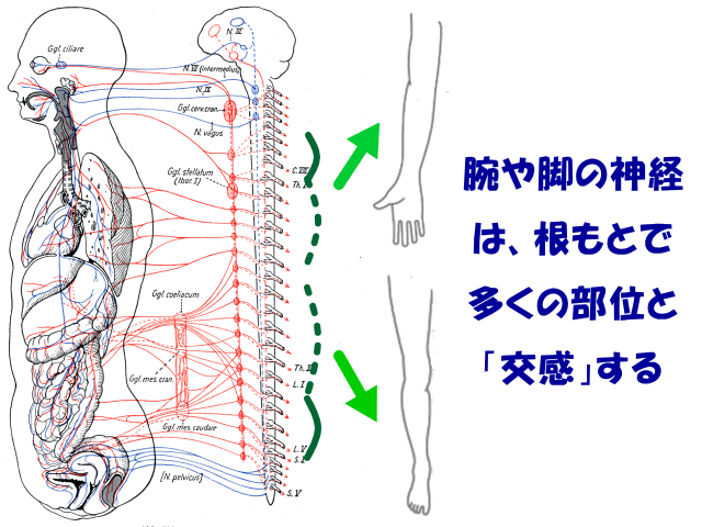 手足の交感神経根　げんきＤＡＳ