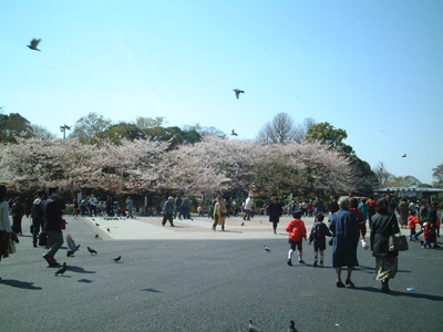 ueno-park02.JPG (52658 oCg)