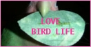 love bird life