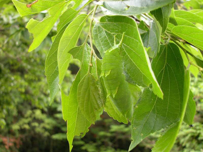 �I�I�����T�L�I�ߗc��