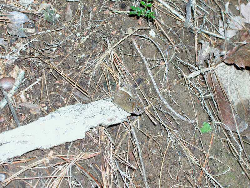 �N���q�J�Q