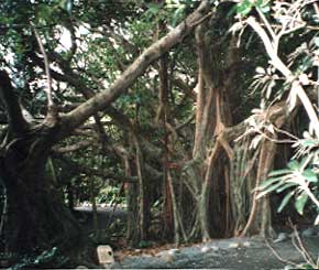 �K�W���}���̖�