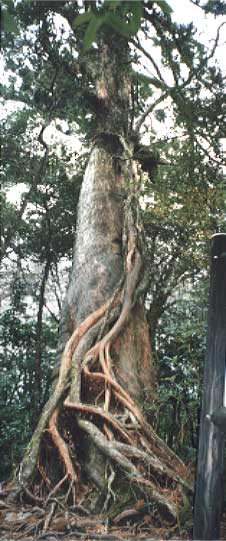 �C�����B�Ƃɂ����ł���