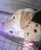 ���ƃC�k�̃��f���A�{�X����ƈꏏ�Ƀp�`���R��