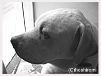 �_���f�B�[�����R�A�{�X�I�ʃR�[�q�[�ɂ͕����Ȃ����B