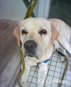 ������邺�[(>V<)���̂܂����茢�B