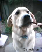 �،͂炵�䎟�Y�����B