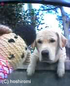 �����[�}�͌��ƃC�k�̂��Ɓc���ׂ��̂ƃJ���`�K�C���Ă�݂����B