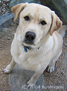 ����Ȃ�����ł����I�����[�}