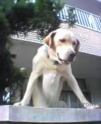 �{�N�̋��؂������񂾂��[�I�����[�}