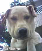 ���イ��傭�Ɂ`�@�܂����`�􃊃��[�}�̂��炪�[�I