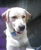 ������������o�������̕\��ɂ͂��Ȃ��܂ւ�B�i�����[�}�j