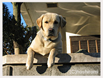 ������g�����o���̂̓g�N�C�̃|�[�Y�B