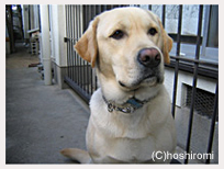 �����[�}�͂�������ڂ��̂��₵����ł��B