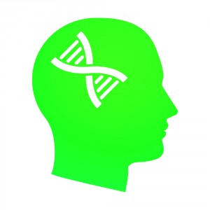 Brain_genes1-300x300.jpg(11060 byte)