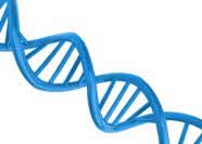 DNA-blue-186x133.jpg(4045 byte)