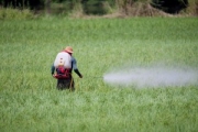 sspraying-field-300x200.jpg(15394 byte)