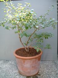 ブルーベリーの写真_植替え(2回目)
