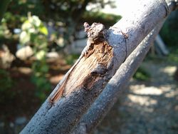 いちじくの写真_枝に穴が