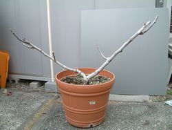 いちじくの写真_剪定