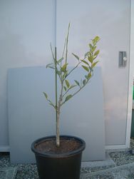 みかんの写真_植替え